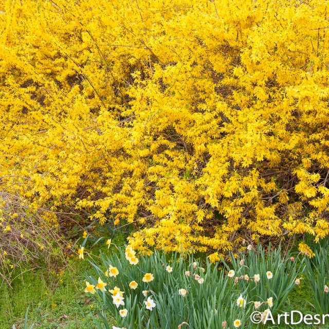 It is Spring 2019 in New York City. Let's create nude art with your body. Es Primavera 2019 en la Ciudad de Nueva York. Vamos a crear arte de desnudos con tu cuerpo.