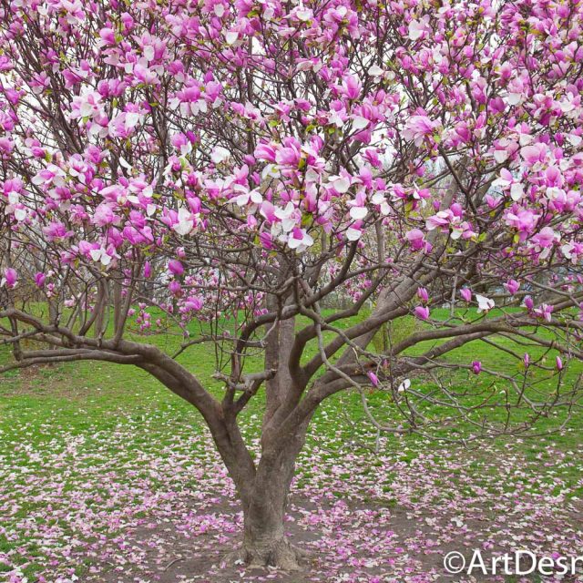 It is Spring 2019 in New York City. Let's create nude art with your body. Es Primavera 2019 en la Ciudad de Nueva York. Vamos a crear arte de desnudos con tu cuerpo.